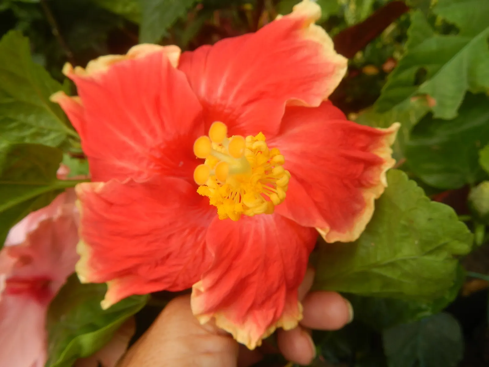Tropical Hibiscus, Rose Of China (Hibiscus Rosa-Sinensis) — red and white and yellow flowers in the garden; scientifically known as Hibiscus, image 123