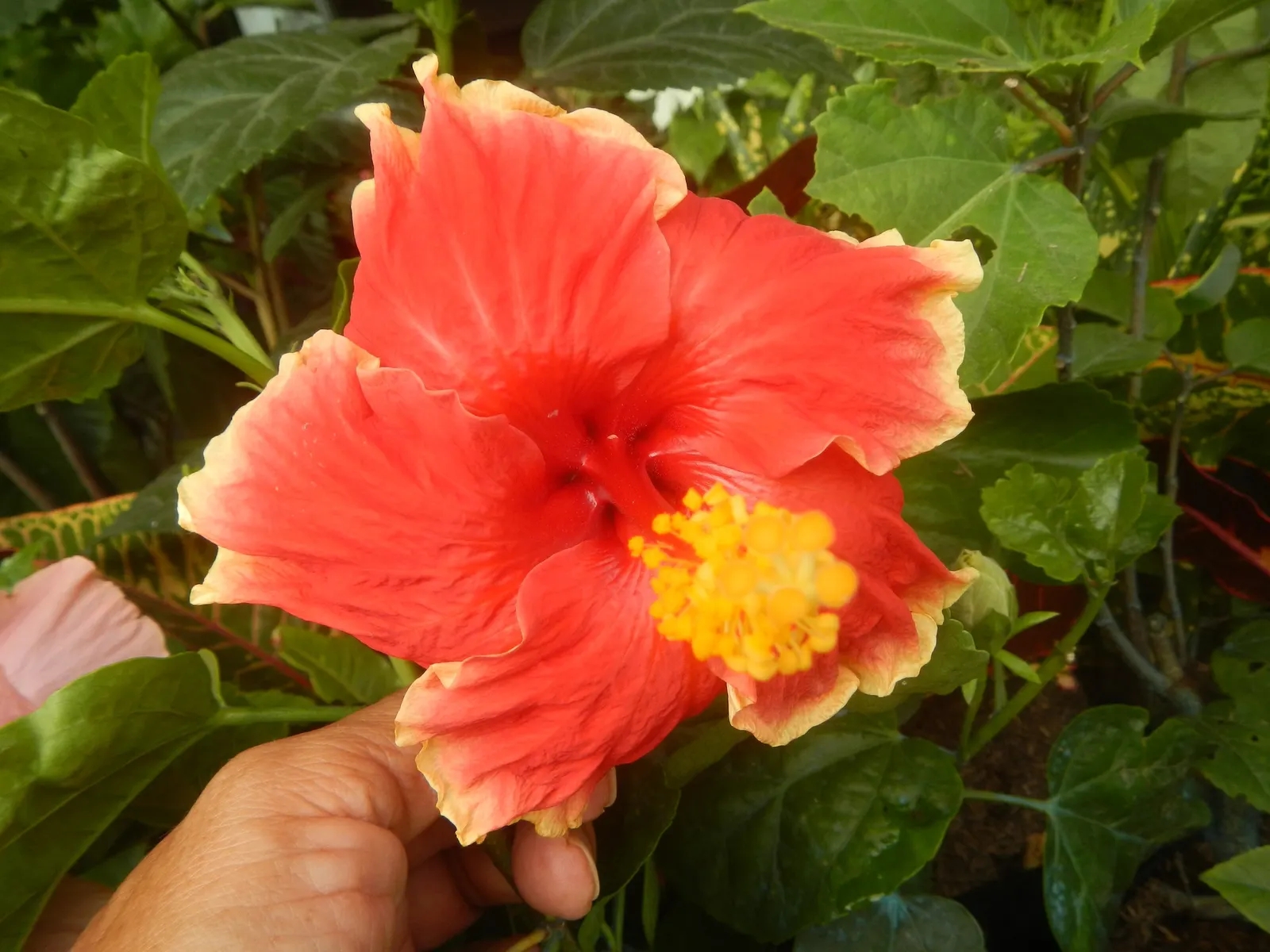 Tropical Hibiscus, Rose Of China (Hibiscus Rosa-Sinensis) — requiring at least 6 to 8 hours of direct light daily; showy flowers up to 6 inches in, image 140