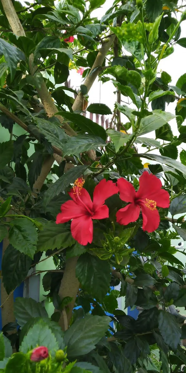 Tropical Hibiscus, Rose Of China (Hibiscus Rosa-Sinensis) — making it an excellent choice for a dynamic and wildlife-friendly garden design; tropical Hibiscus