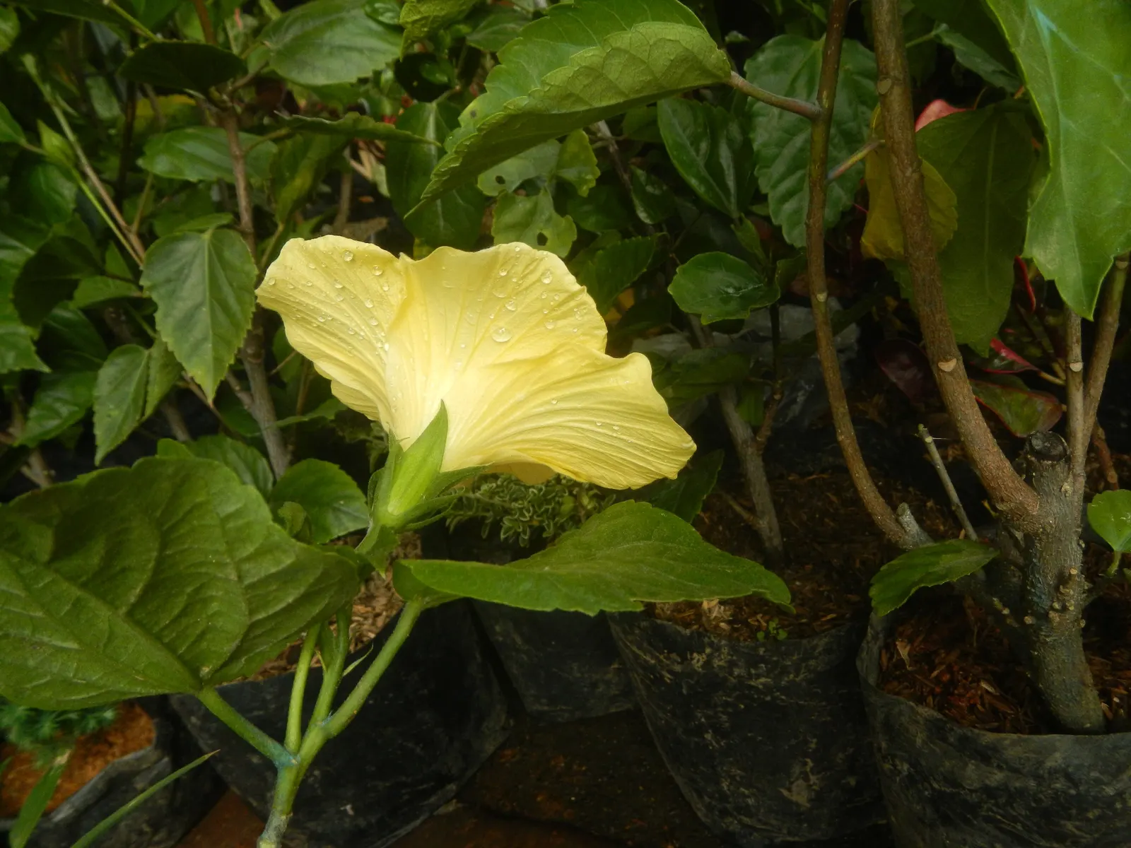 Tropical Hibiscus, Rose Of China (Hibiscus Rosa-Sinensis) — Regular pruning maintains shape; adding exotic flair to warm-climate landscapes, image 130