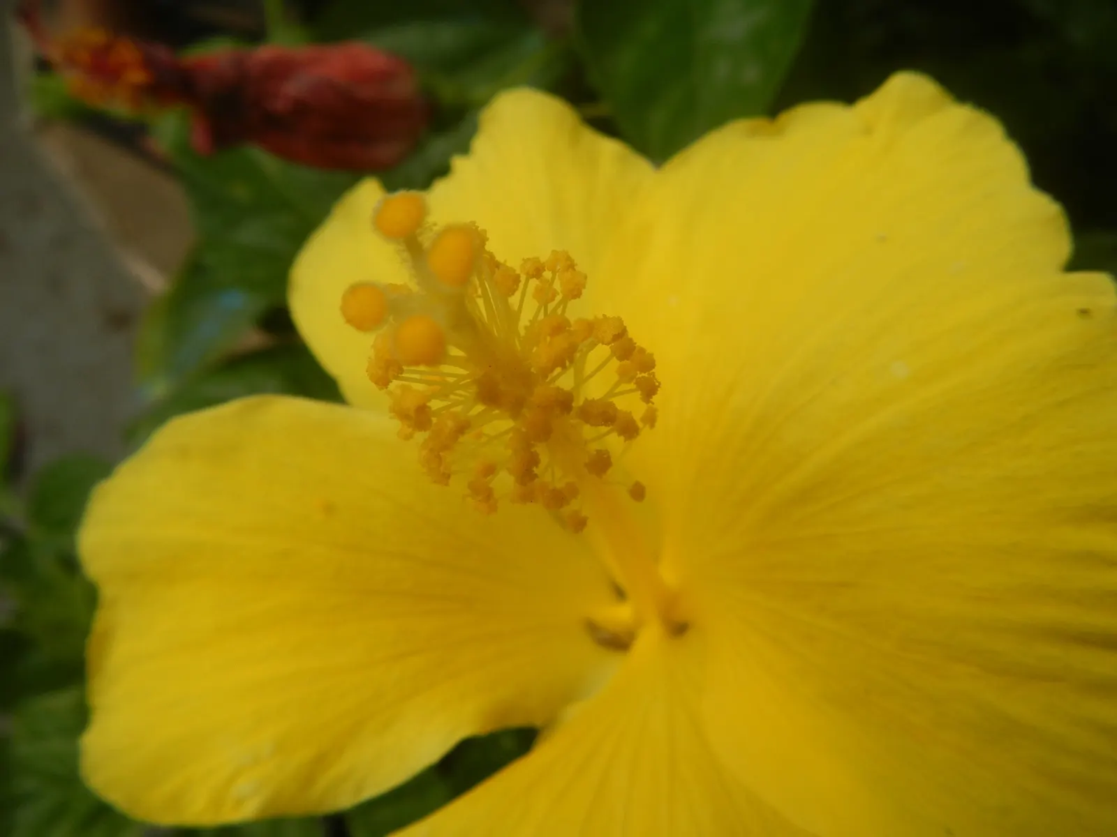 Tropical Hibiscus, Rose Of China (Hibiscus Rosa-Sinensis) — making it an excellent choice for a dynamic and wildlife-friendly garden design, image 122
