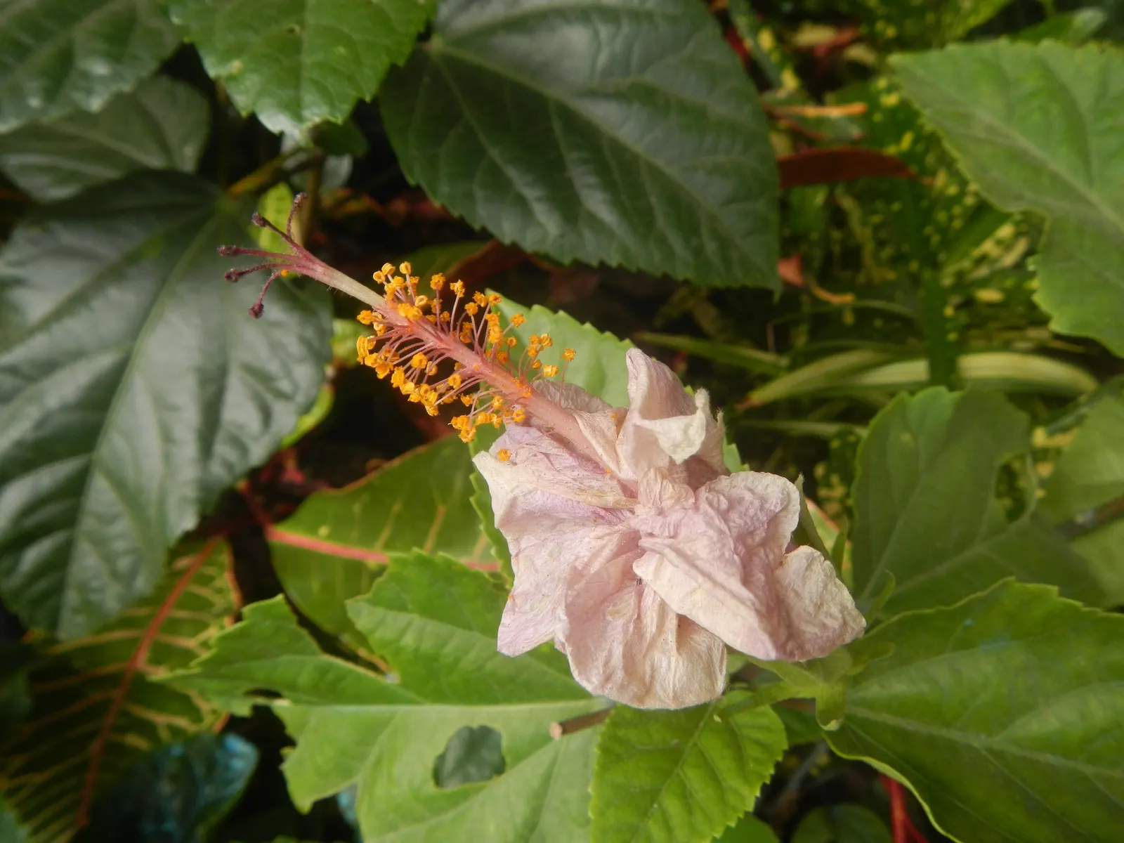 Tropical Hibiscus, Rose Of China (Hibiscus Rosa-Sinensis) — often possessing a prominent staminal column.<br><br>Flowering occurs primarily in the, image 137