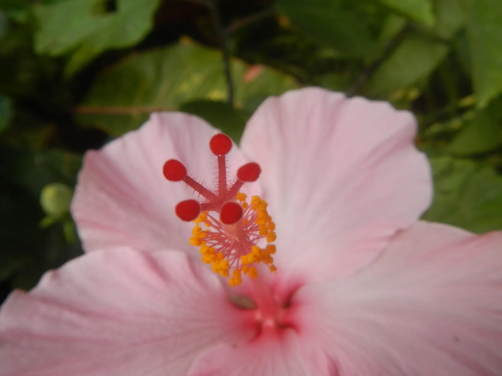 Tropical Hibiscus, Rose Of China (Hibiscus Rosa-Sinensis) — scientifically known as Hibiscus rosa-sinensis; it thrives in full sun, needing, image 108