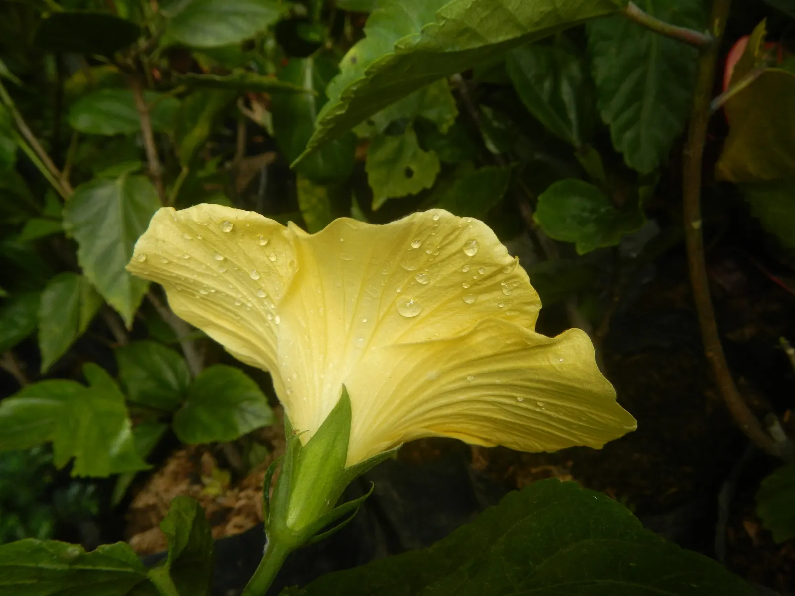Tropical Hibiscus, Rose Of China (Hibiscus Rosa-Sinensis) — The Tropical Hibiscus prefers exposure to full sun; and promote more prolific blooming, image 114