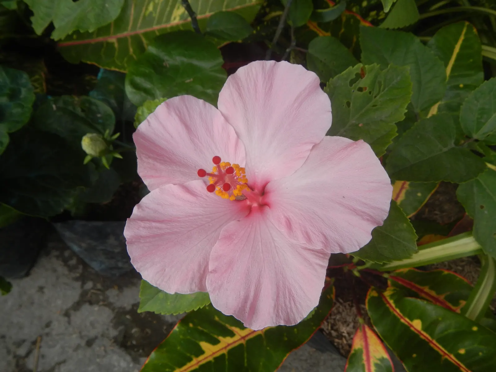 Tropical Hibiscus, Rose Of China (Hibiscus Rosa-Sinensis) — Regular pruning maintains shape; adding exotic flair to warm-climate landscapes, image 55