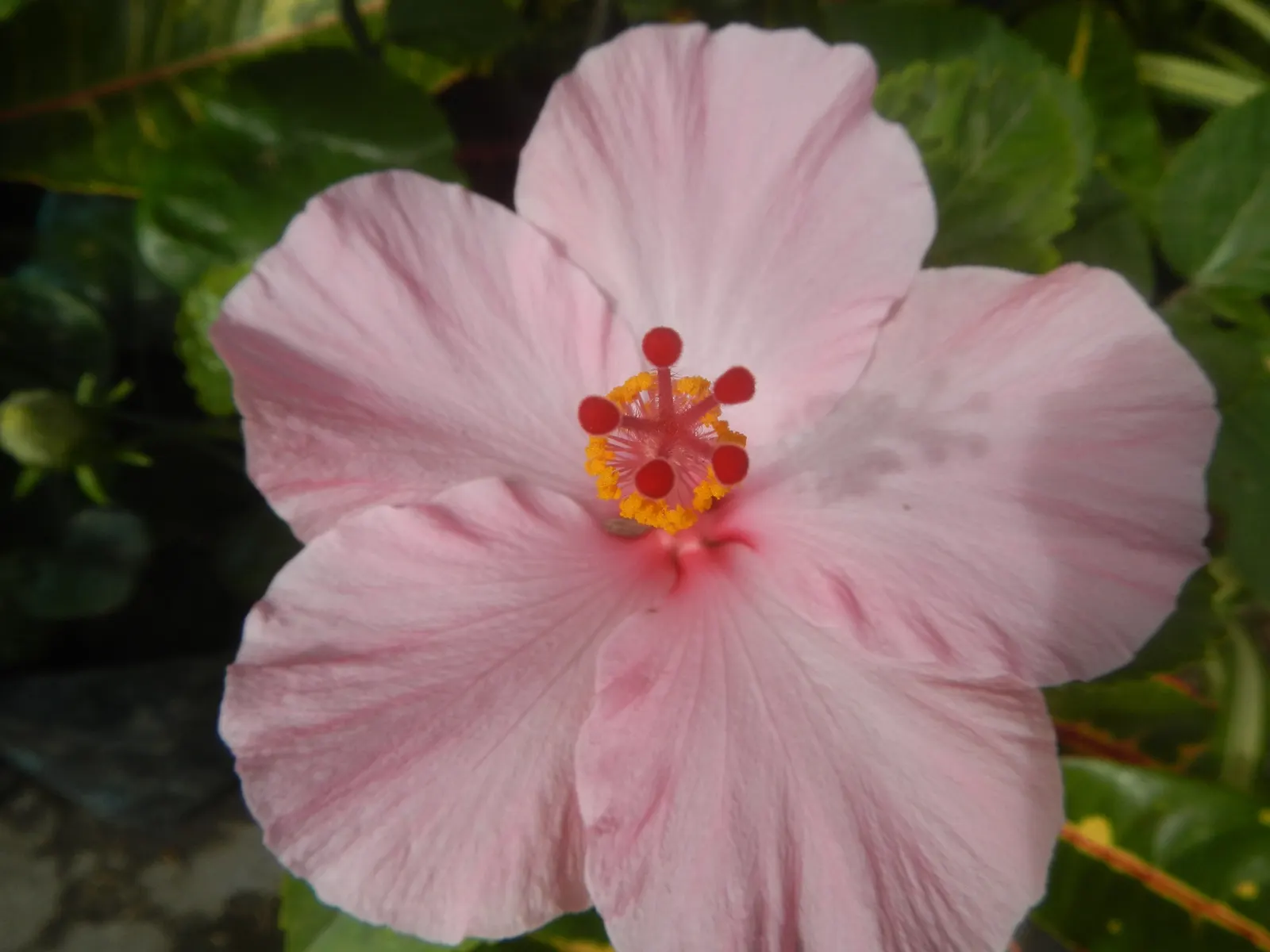 Tropical Hibiscus, Rose Of China (Hibiscus Rosa-Sinensis) — though in ideal conditions, image 113