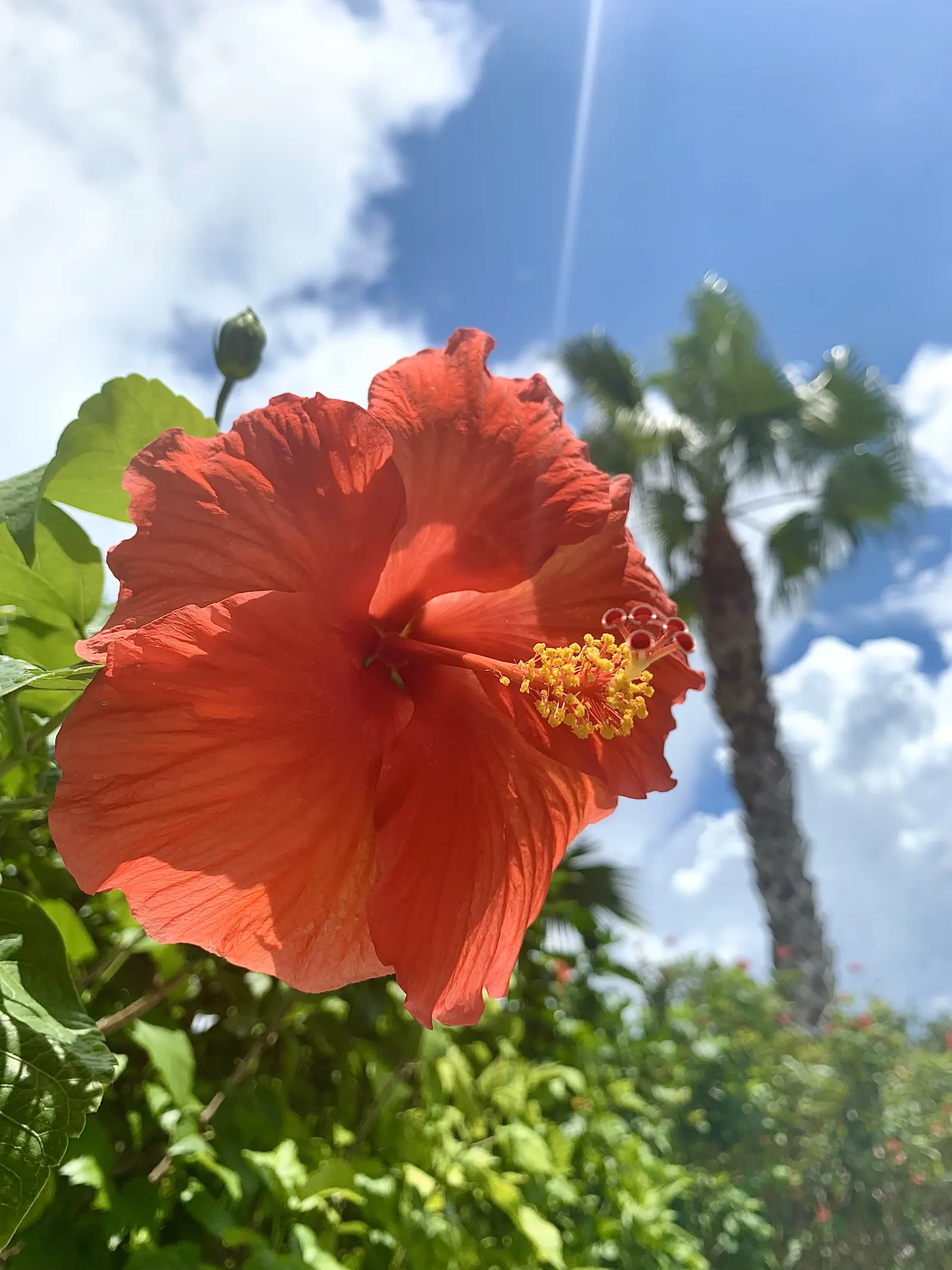 Tropical Hibiscus, Rose Of China (Hibiscus Rosa-Sinensis) — red and white and yellow flowers in the garden; scientifically known as Hibiscus rosa-sinensis