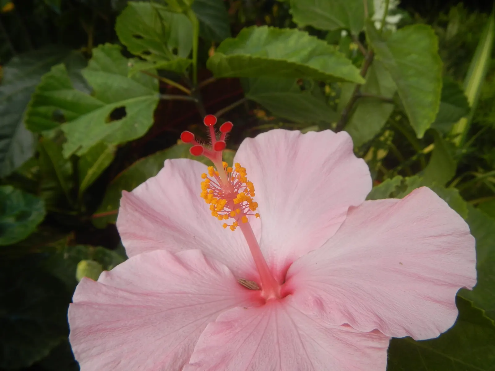 Tropical Hibiscus, Rose Of China (Hibiscus Rosa-Sinensis) — typically reaching heights of 4 to 8 feet; this species thrives in well-drained, image 110