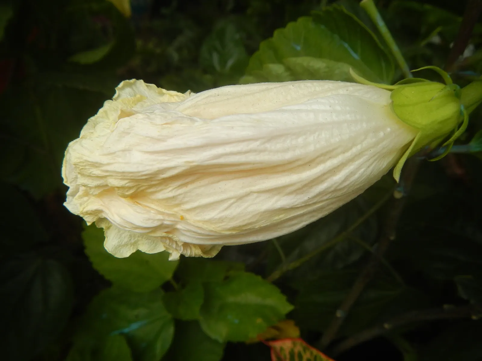Tropical Hibiscus, Rose Of China (Hibiscus Rosa-Sinensis) — Blossoms can span from 4 to 8 inches in diameter and come in a dazzling array of, image 111