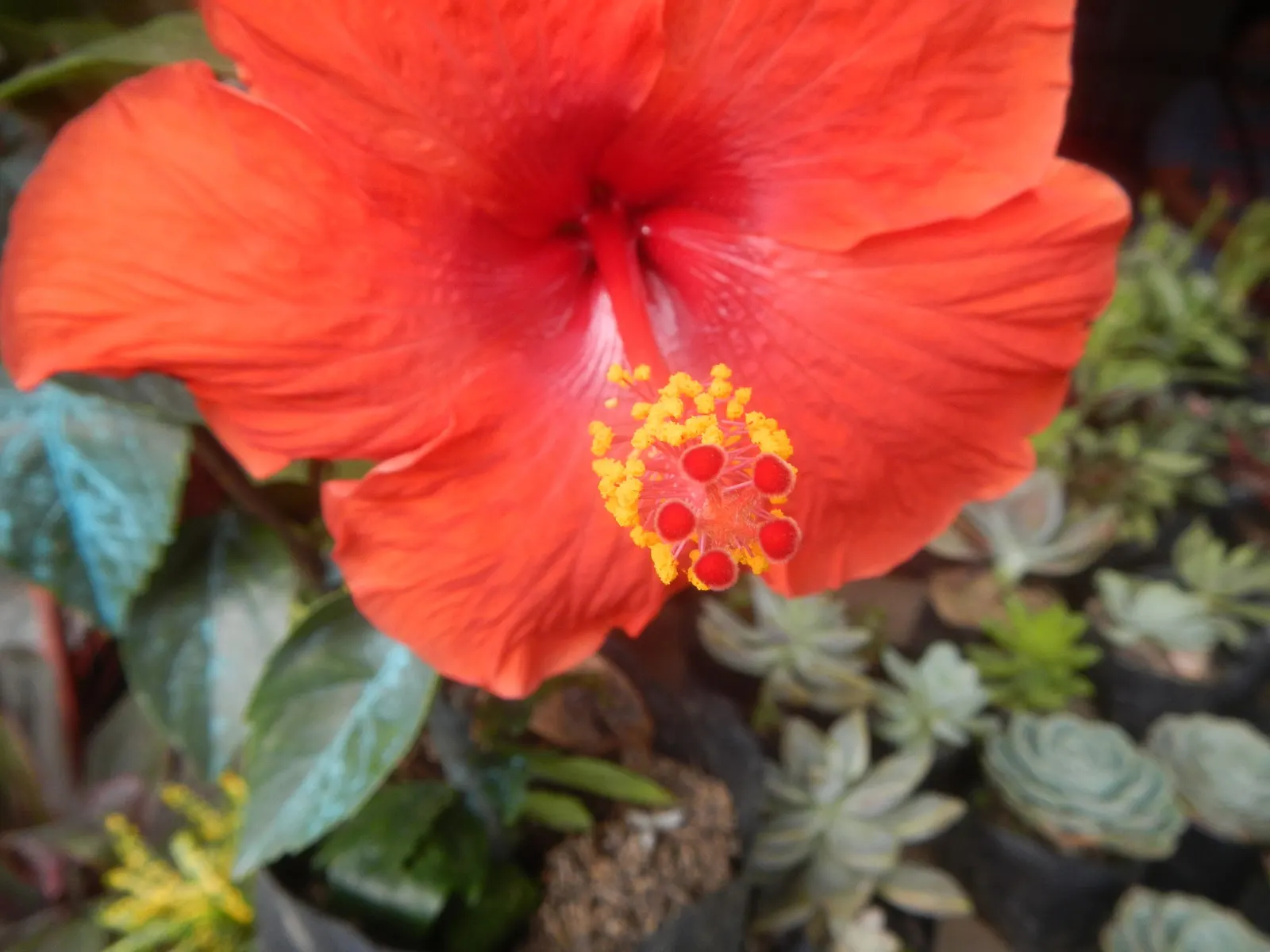 Tropical Hibiscus, Rose Of China (Hibiscus Rosa-Sinensis) — Tropical Hibiscus (Hibiscus rosa-sinensis); suitable for USDA zones 9-11, it reaches, image 51