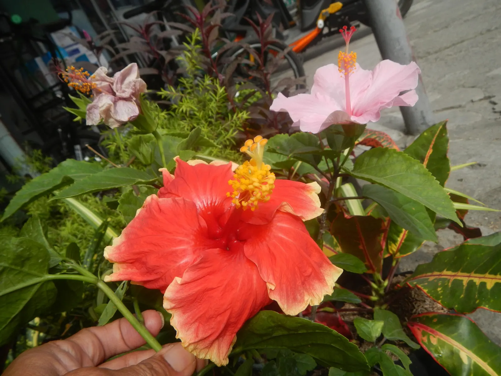 Tropical Hibiscus, Rose Of China (Hibiscus Rosa-Sinensis) — Suitable for USDA zones 9-11, it reaches 4-8 feet in height and 5-10 feet in width, image 54