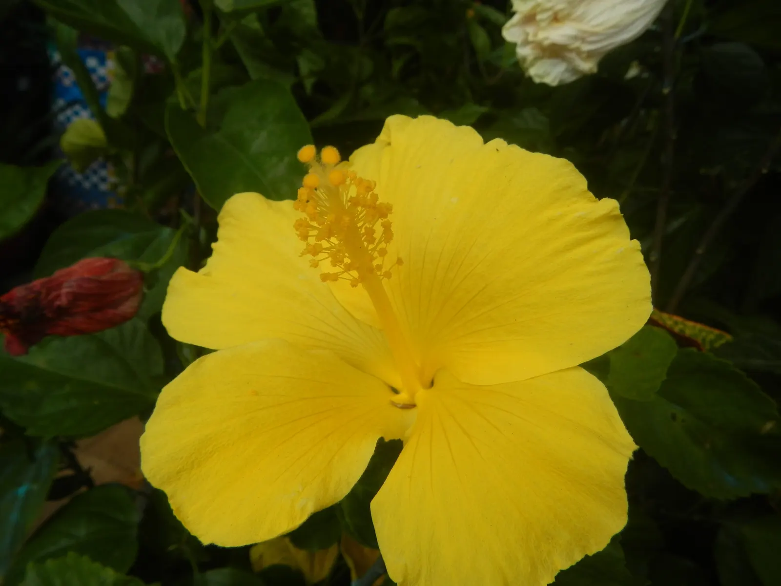 Tropical Hibiscus, Rose Of China (Hibiscus Rosa-Sinensis) — shrub for full or half; making it an excellent choice for a dynamic and, image 125