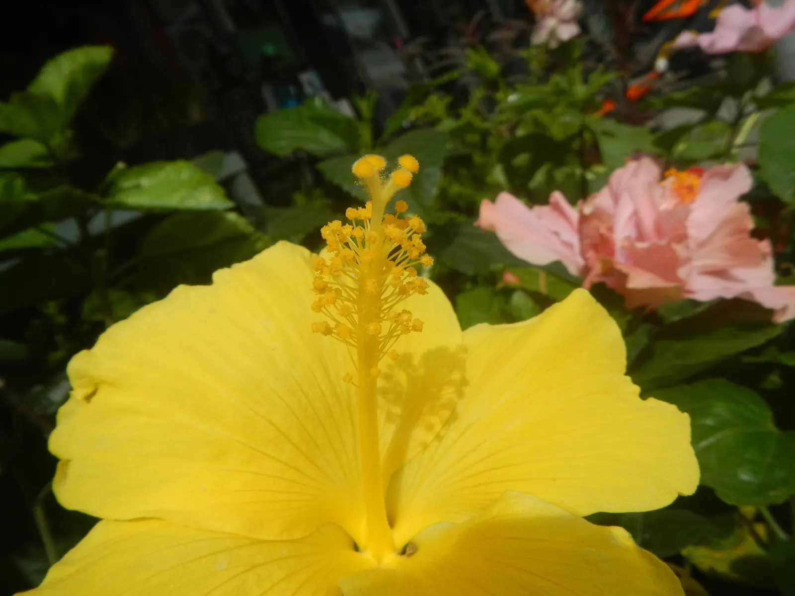 Tropical Hibiscus, Rose Of China (Hibiscus Rosa-Sinensis) — and vibrant blooms from summer to fall attract pollinators; the Tropical Hibiscus, image 131