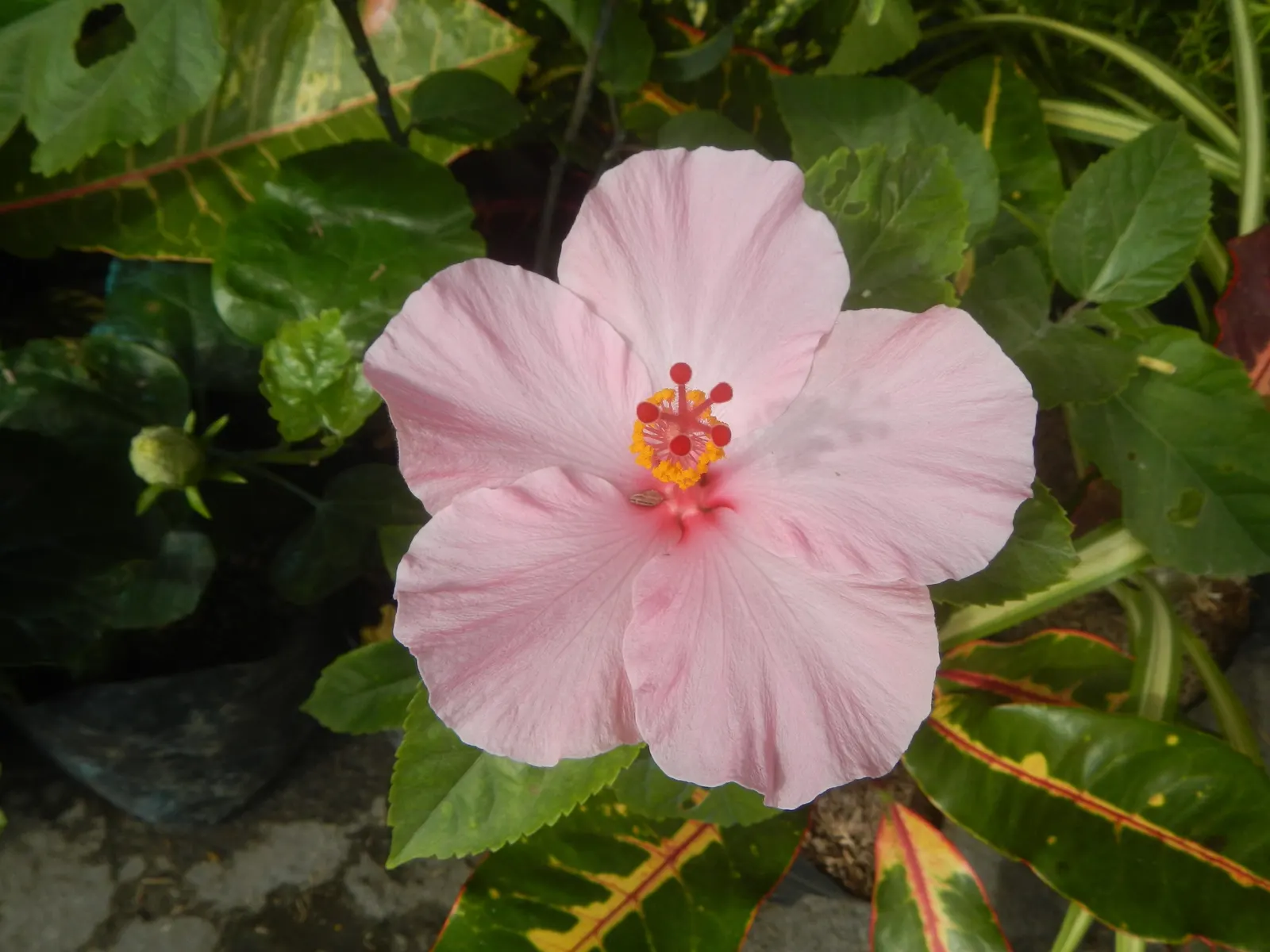Tropical Hibiscus, Rose Of China (Hibiscus Rosa-Sinensis) — This perennial shrub can grow to a substantial size; typically reaching heights of 4 to, image 134