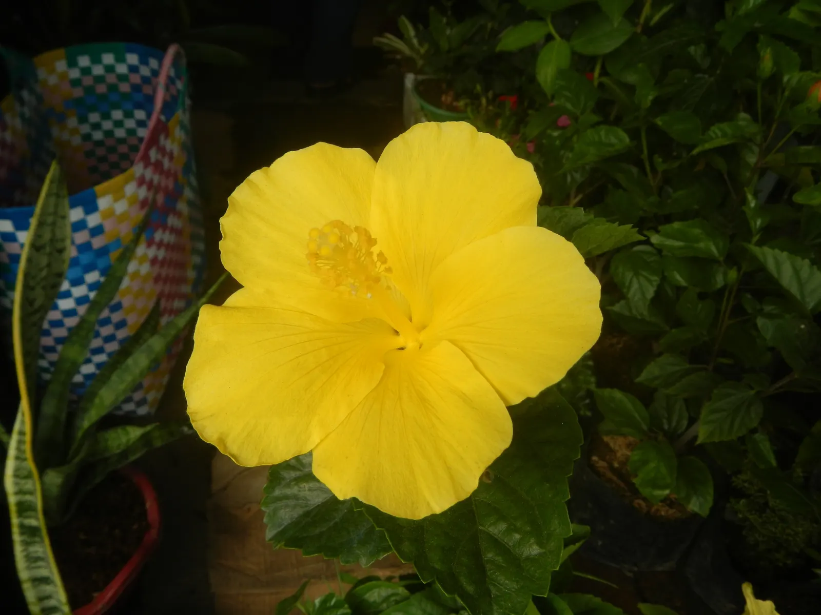 Tropical Hibiscus, Rose Of China (Hibiscus Rosa-Sinensis) — scientifically known as Hibiscus rosa-sinensis; it thrives in full sun, needing, image 133