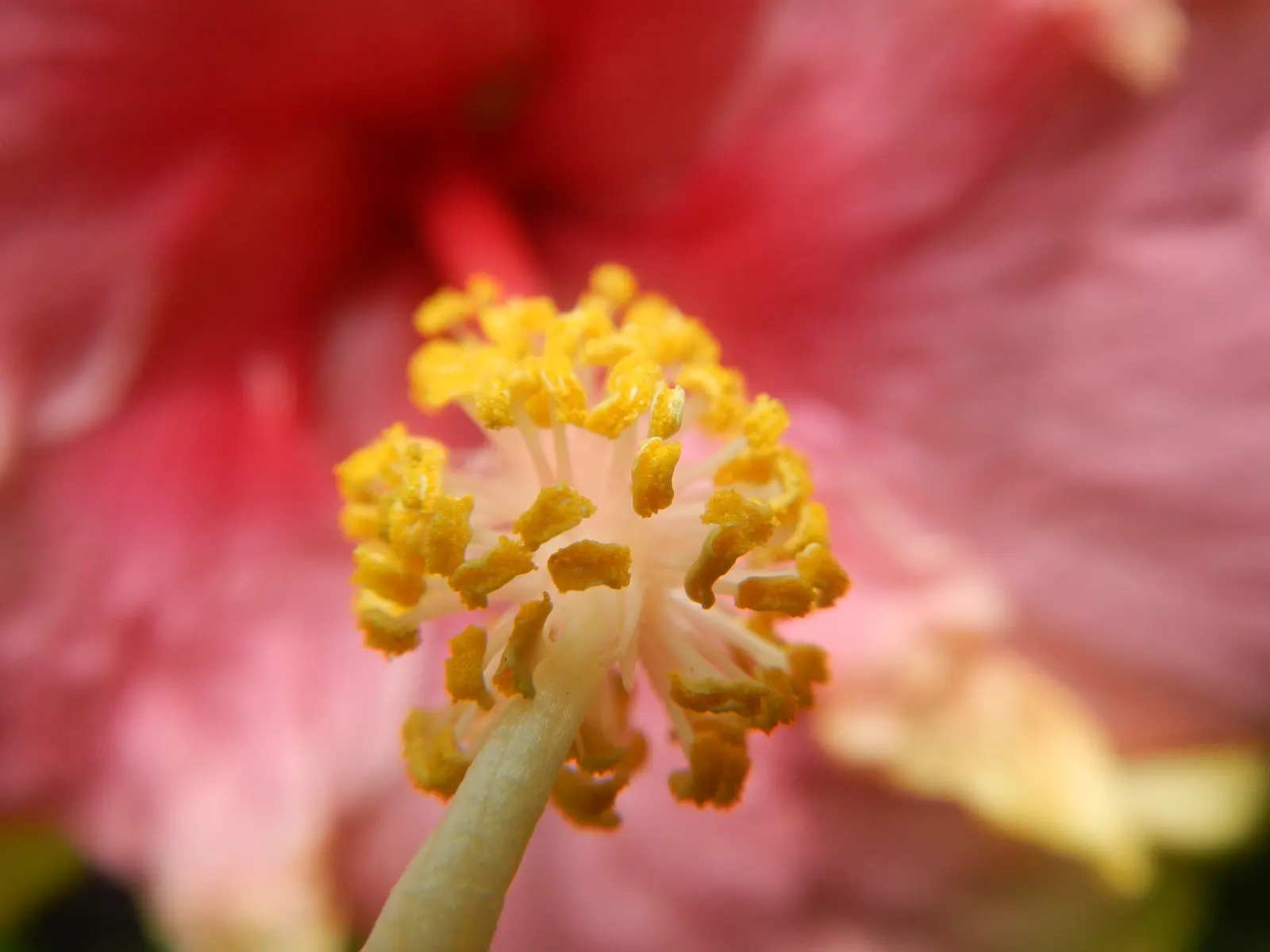 Tropical Hibiscus, Rose Of China (Hibiscus Rosa-Sinensis) — particularly in periods of extreme heat; regular pruning maintains shape, image 119