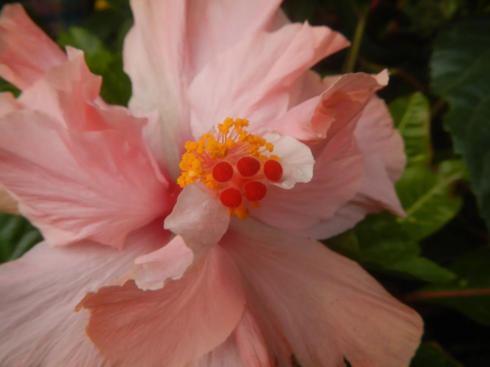 Tropical Hibiscus, Rose Of China (Hibiscus Rosa-Sinensis) — Tropical Hibiscus (Hibiscus rosa-sinensis); suitable for USDA zones 9-11, it reaches, image 126
