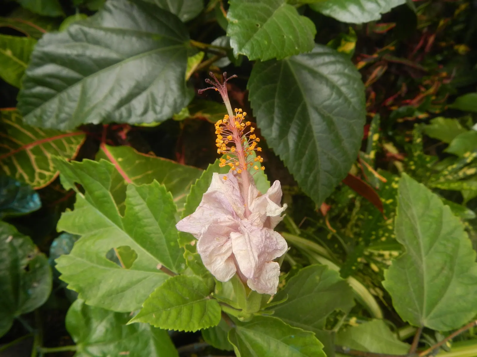 Tropical Hibiscus, Rose Of China (Hibiscus Rosa-Sinensis) — showy flowers up to 6 inches in diameter; blossoms can span from 4 to 8 inches in, image 127