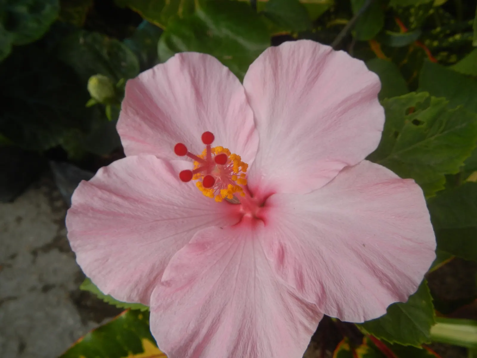 Tropical Hibiscus, Rose Of China (Hibiscus Rosa-Sinensis) — Blossoms can span from 4 to 8 inches in diameter and come in a dazzling array of, image 136
