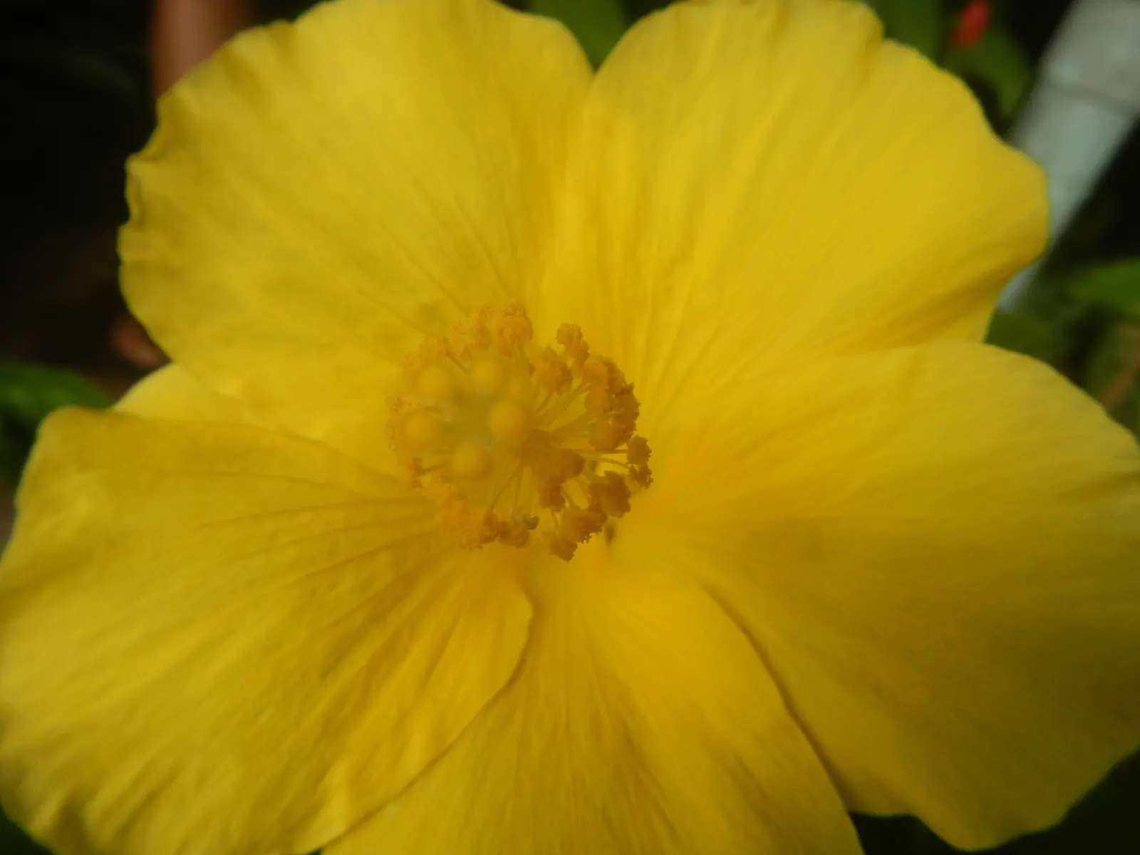 Tropical Hibiscus, Rose Of China (Hibiscus Rosa-Sinensis) — to produce its best blooms; this perennial shrub can grow to a substantial size, image 116