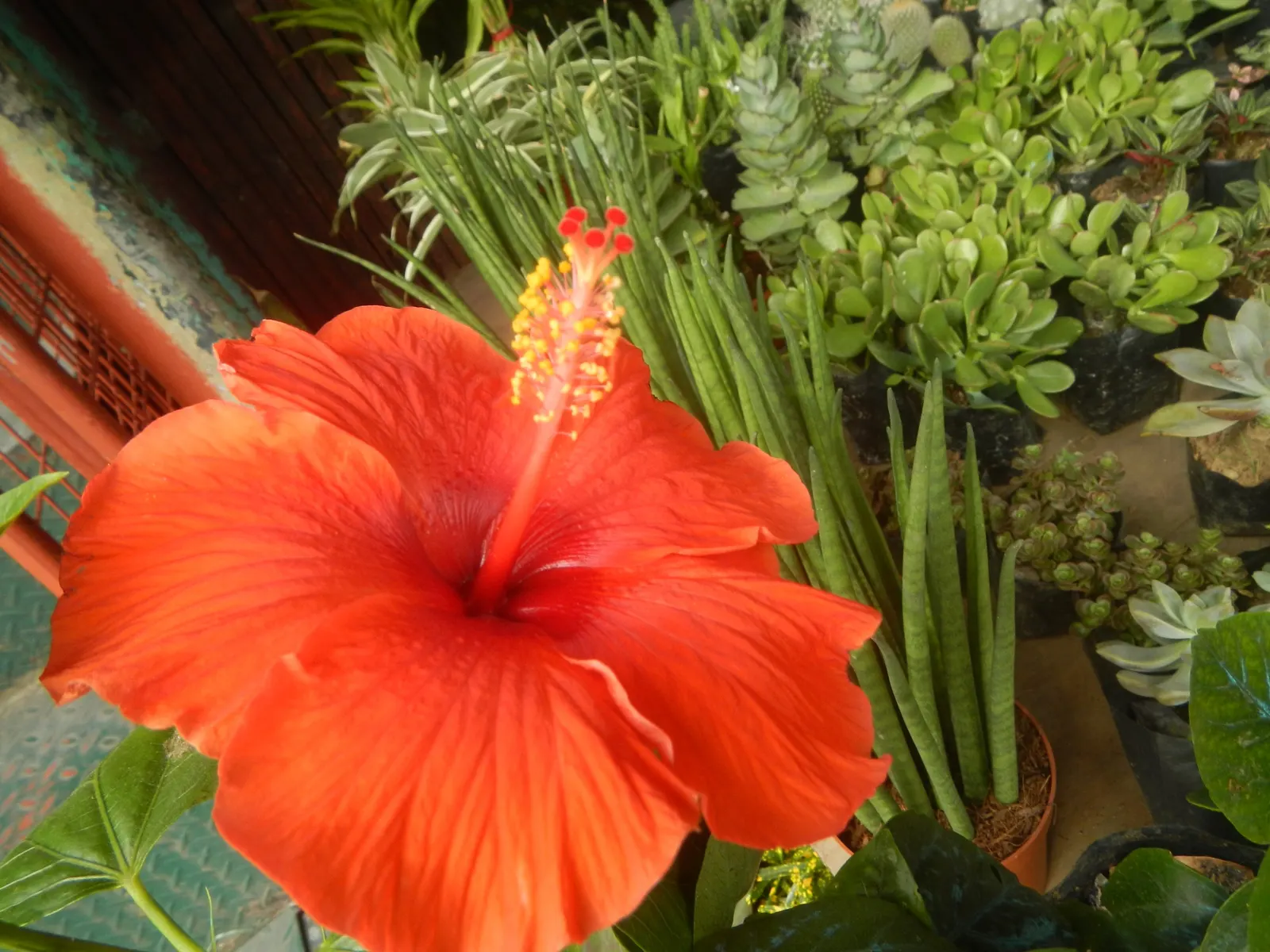 Tropical Hibiscus, Rose Of China (Hibiscus Rosa-Sinensis) — and vibrant blooms from summer to fall attract pollinators; the Tropical Hibiscus, image 56