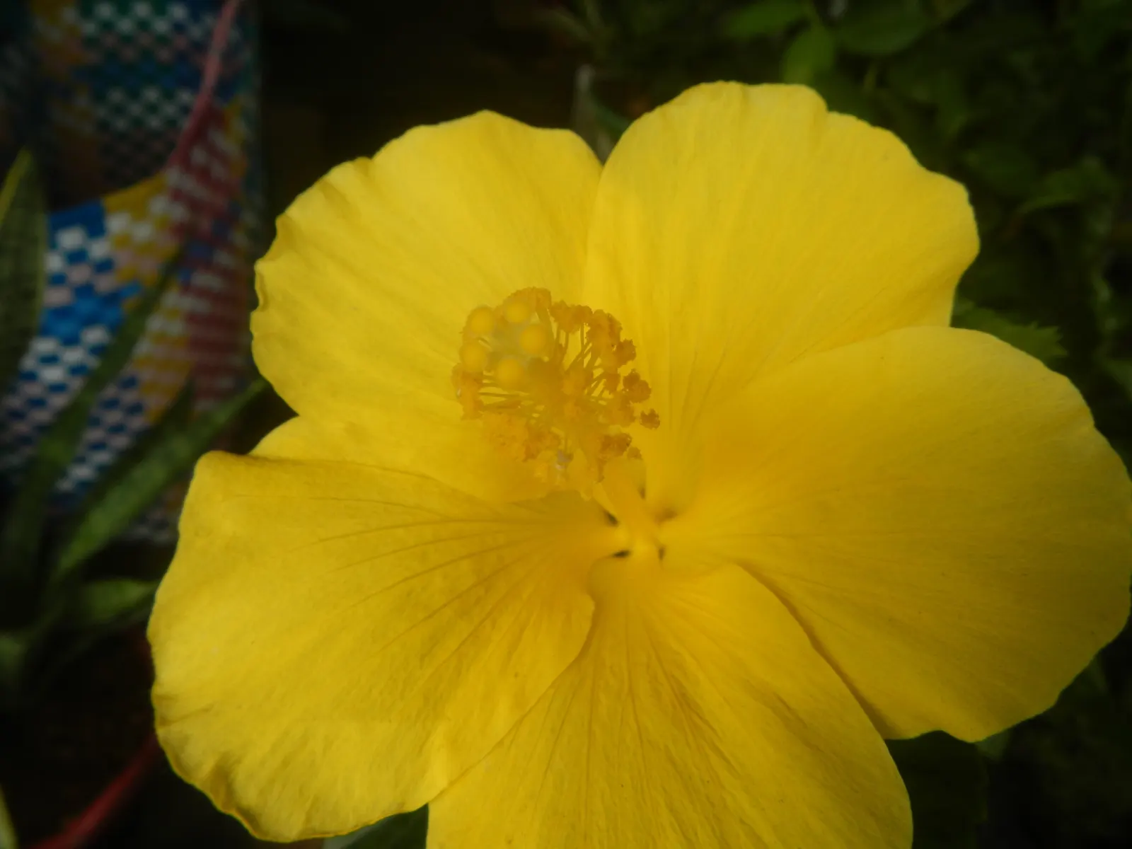 Tropical Hibiscus, Rose Of China (Hibiscus Rosa-Sinensis) — typically reaching heights of 4 to 8 feet; this species thrives in well-drained, image 135