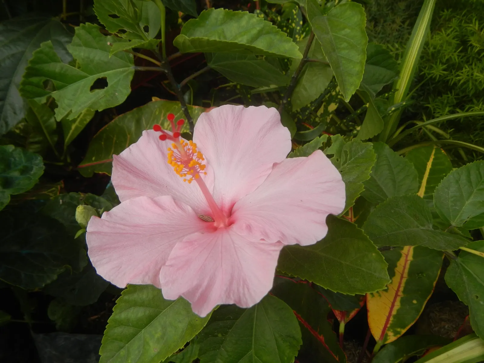 Tropical Hibiscus, Rose Of China (Hibiscus Rosa-Sinensis) — and promote more prolific blooming; often possessing a prominent staminal, image 120