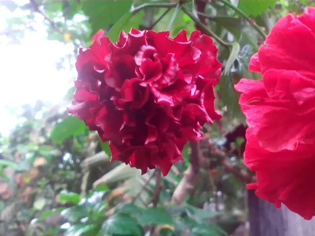 Tropical Hibiscus, Rose Of China (Hibiscus Rosa-Sinensis) — This perennial shrub can grow to a substantial size; typically reaching heights of 4 to, image 59