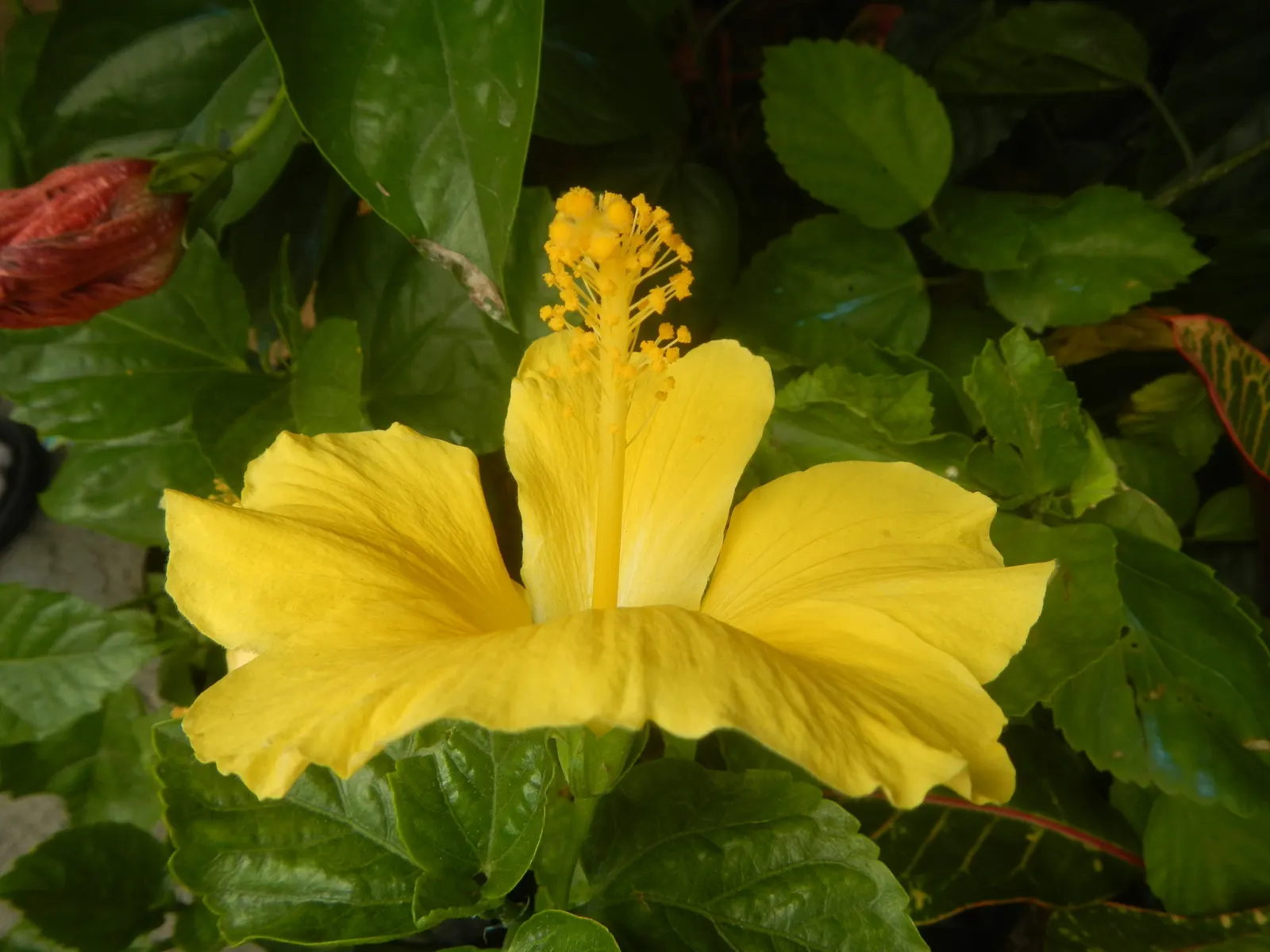 Tropical Hibiscus, Rose Of China (Hibiscus Rosa-Sinensis) — Regular watering is necessary; red and white and yellow flowers in the garden, image 118