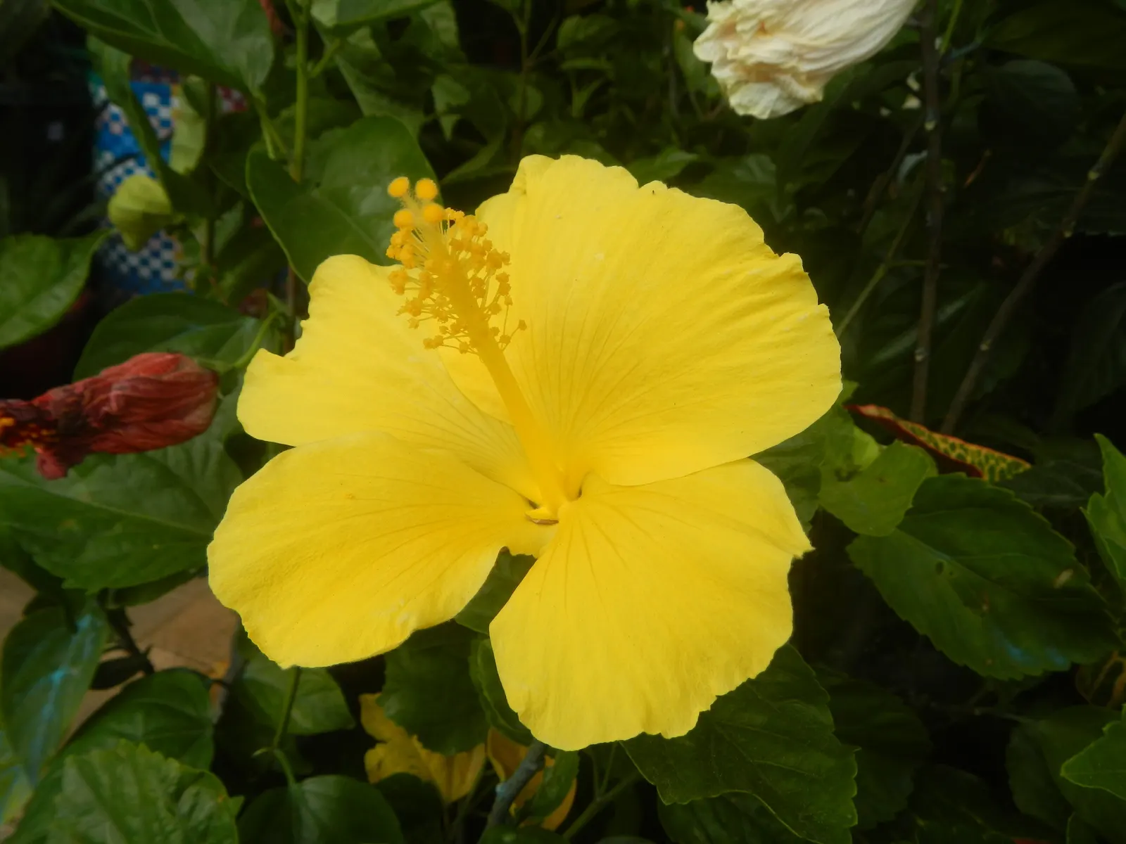Tropical Hibiscus, Rose Of China (Hibiscus Rosa-Sinensis) — showy flowers up to 6 inches in diameter; blossoms can span from 4 to 8 inches in, image 52