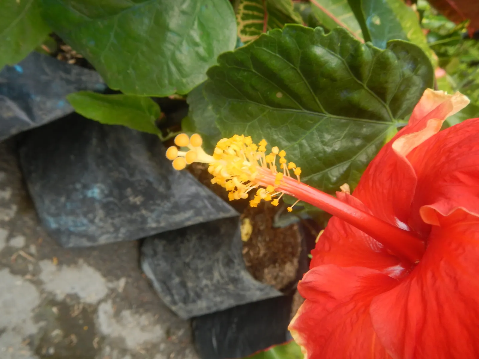 Tropical Hibiscus, Rose Of China (Hibiscus Rosa-Sinensis) — adding exotic flair to warm-climate landscapes; in frost-prone areas, it is often grown, image 132