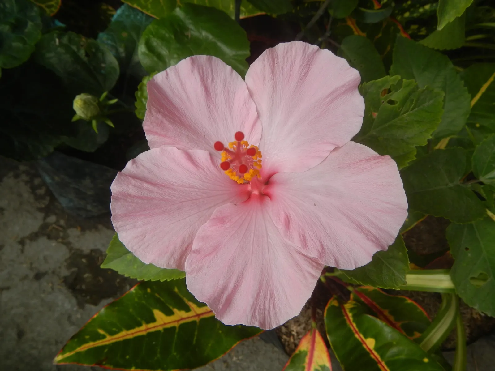 Tropical Hibiscus, Rose Of China (Hibiscus Rosa-Sinensis) — shrub with red and white and yellow blooms; requiring at least 6 to 8 hours of direct light daily
