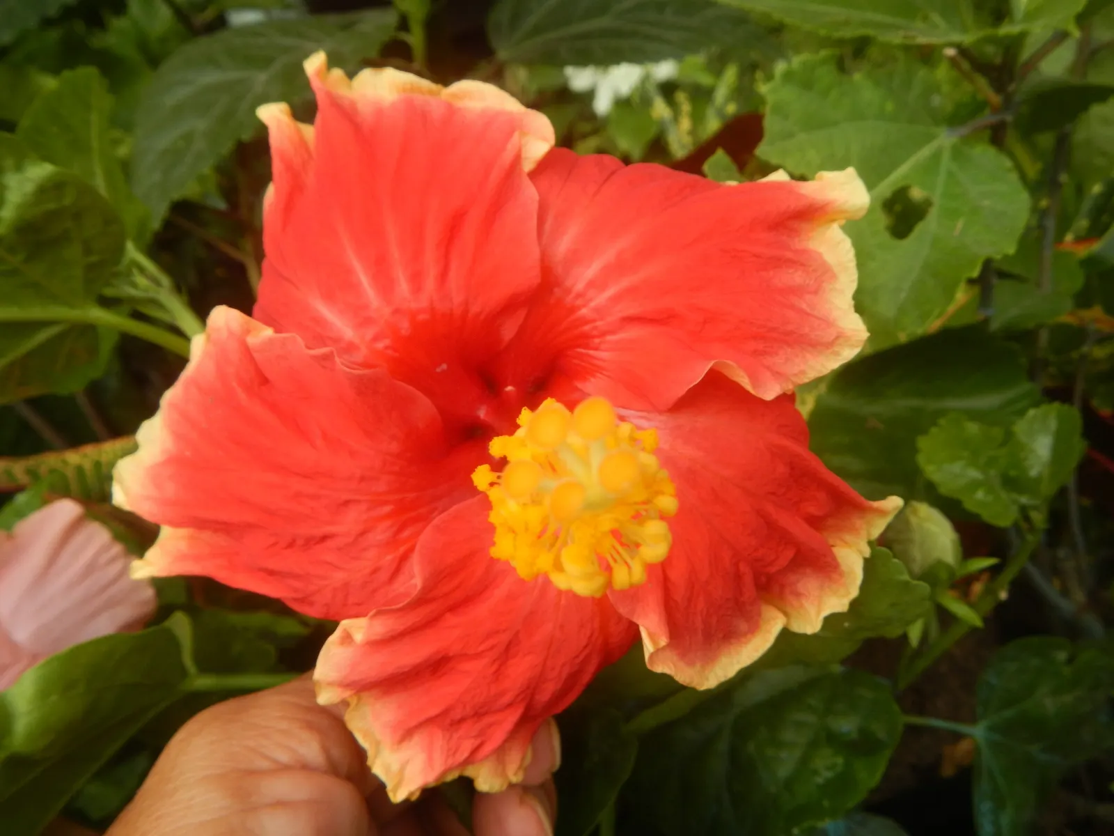 Tropical Hibiscus, Rose Of China (Hibiscus Rosa-Sinensis) — This species thrives in well-drained, fertile soils with a pH ranging from slightly, image 117