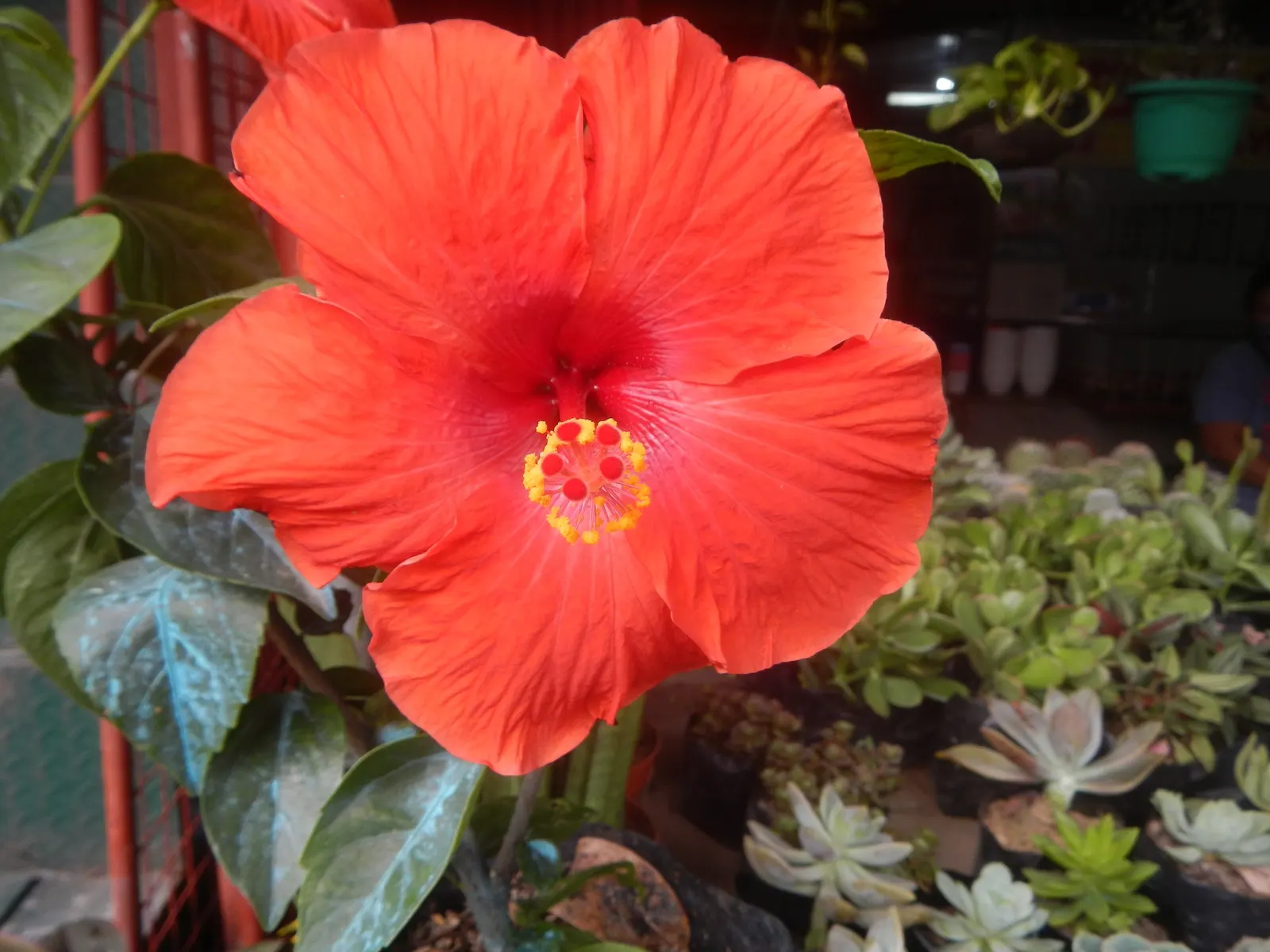 Tropical Hibiscus, Rose Of China (Hibiscus Rosa-Sinensis) — This perennial shrub can grow to a substantial size; typically reaching heights of 4 to, image 109