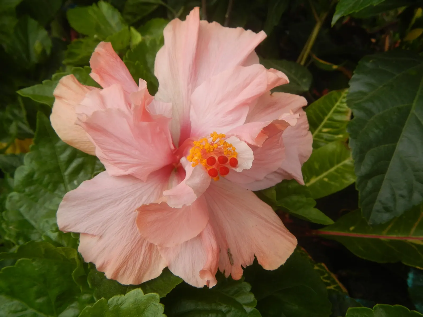 Tropical Hibiscus, Rose Of China (Hibiscus Rosa-Sinensis) — though in ideal conditions, image 138