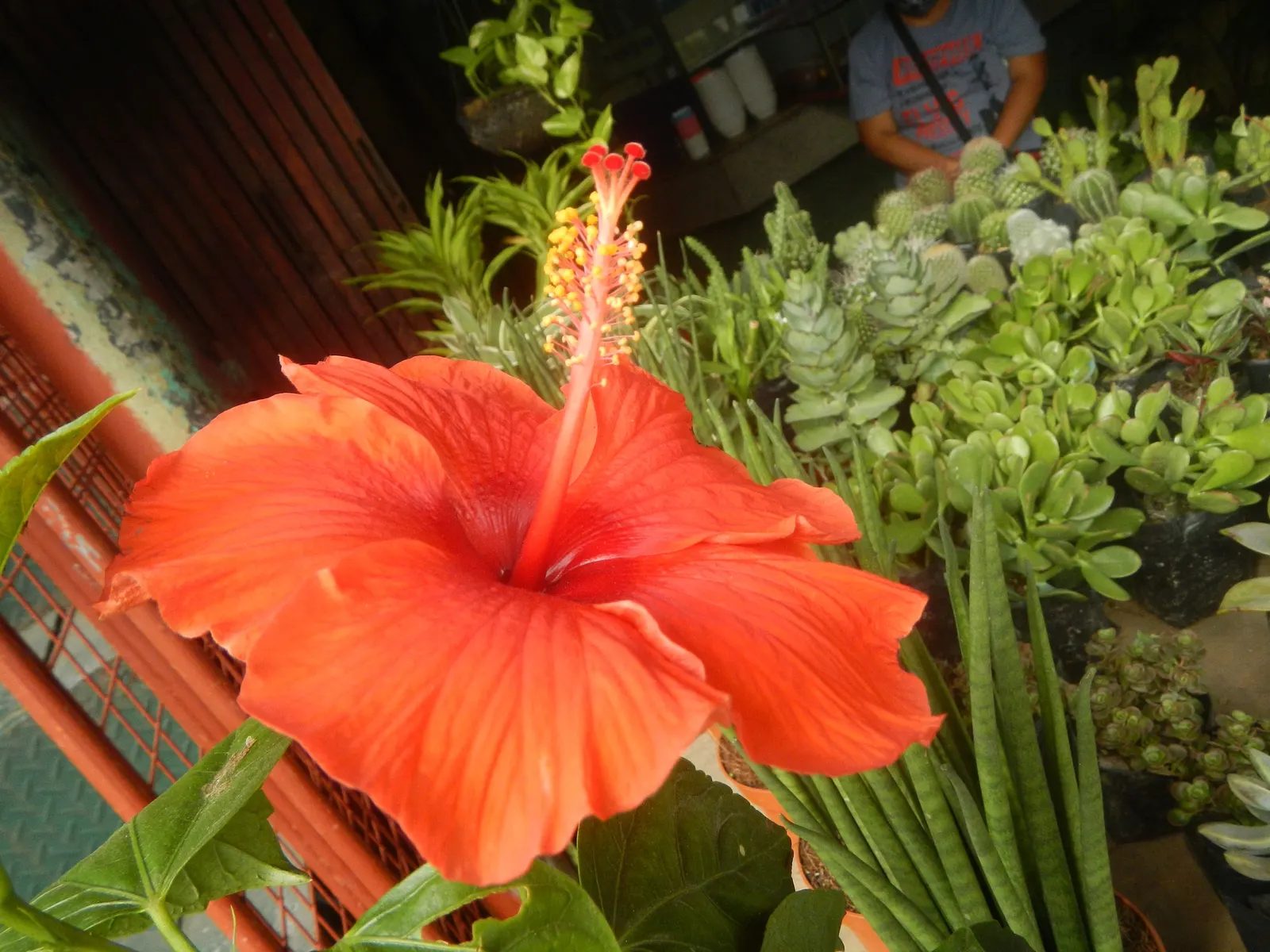 Tropical Hibiscus, Rose Of China (Hibiscus Rosa-Sinensis) — It thrives in full sun, needing well-drained soil; regular watering is necessary, image 128