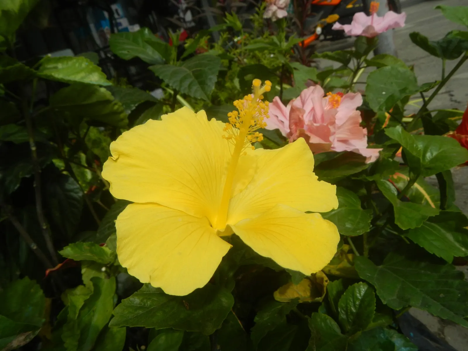 Tropical Hibiscus, Rose Of China (Hibiscus Rosa-Sinensis) — In frost-prone areas, it is often grown as a container plant that can be moved indoors, image 121