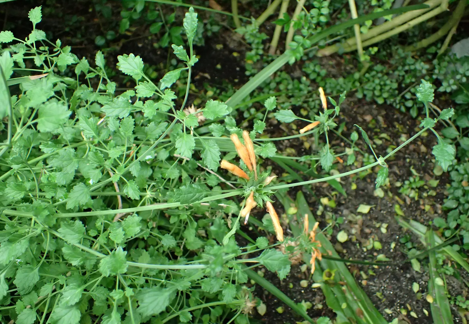 Minted Scented Lion's Tail (Leonotis Menthifolia) — It features tiered whorls of tubular