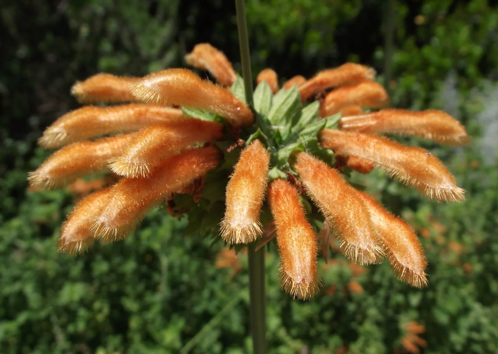 Minted Scented Lion's Tail (Leonotis Menthifolia) — commonly known as Minted Scented Lion's Tail