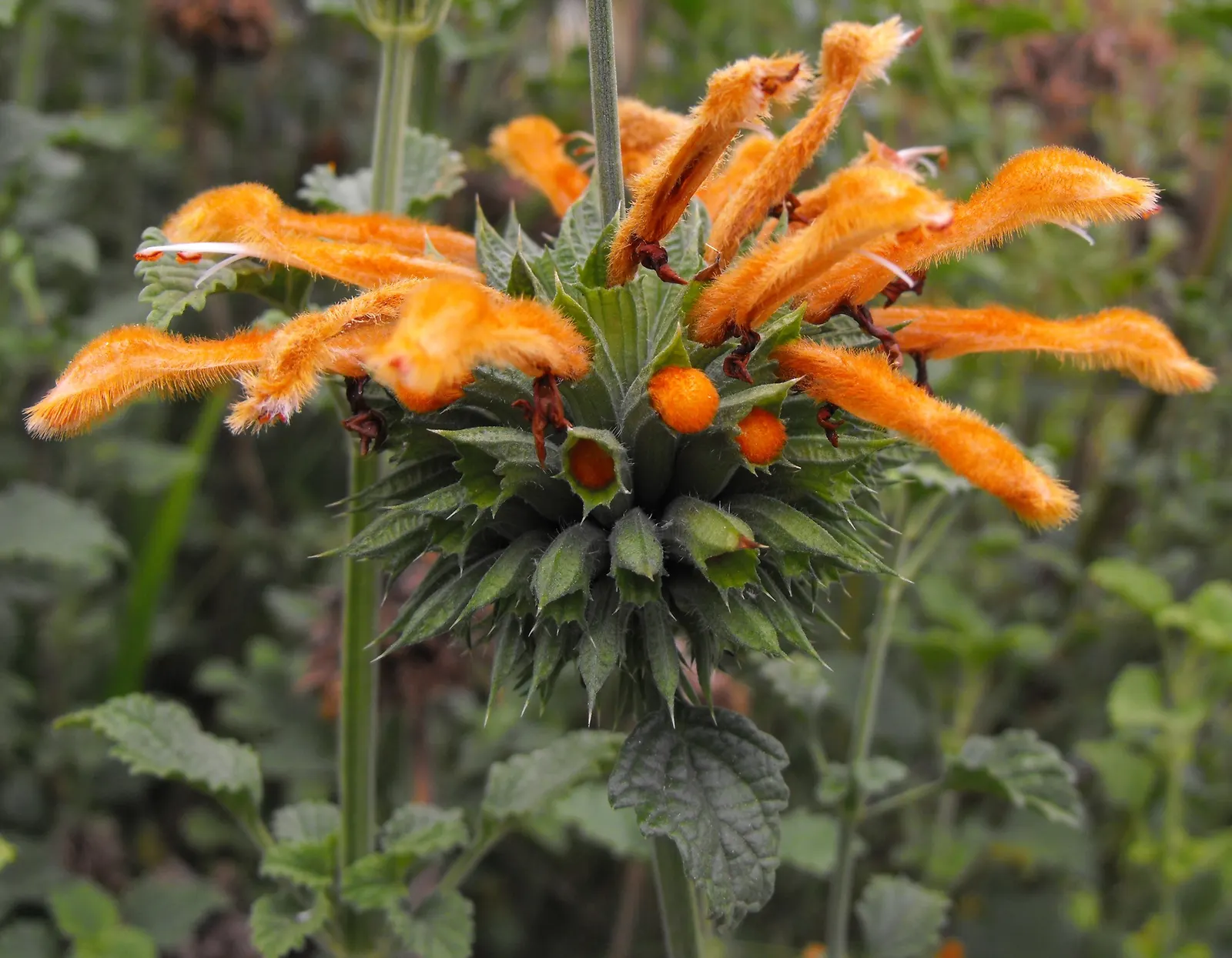 Minted Scented Lion's Tail (Leonotis Menthifolia) — is a unique perennial herb standing 2-3 feet tall