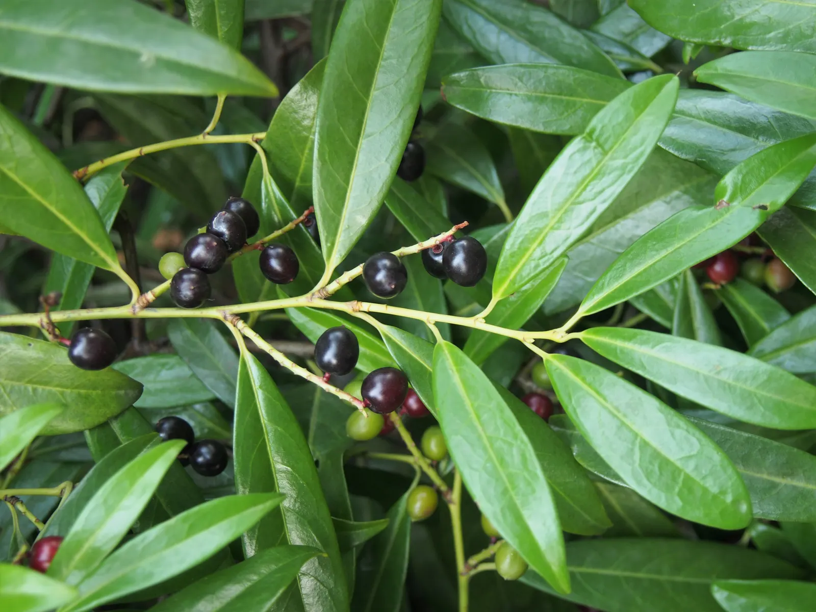 Carolina Laurel Cherry (Prunus Caroliniana) — typically reaching 15-20 feet in height with a 10-15-foot spread