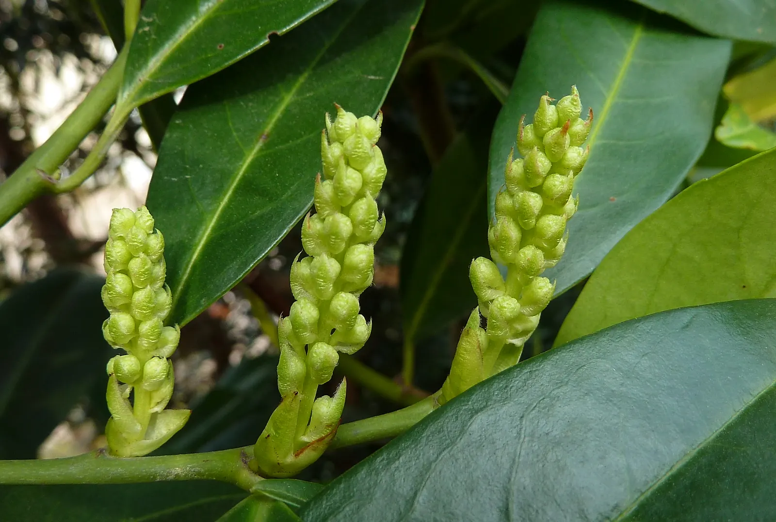 Carolina Laurel Cherry (Prunus Caroliniana) — is an evergreen tree or shrub indigenous to the Southeastern United States