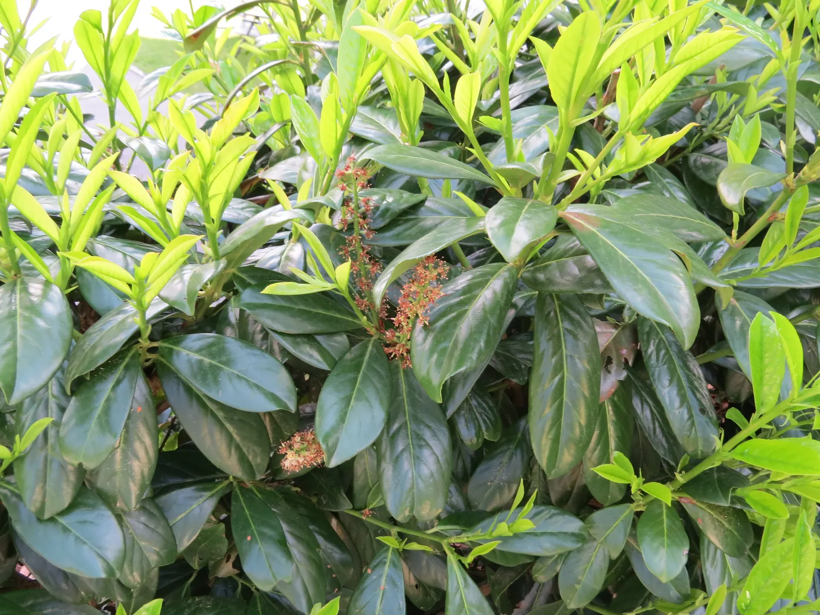 Carolina Laurel Cherry (Prunus Caroliniana) — making it an excellent choice for screens