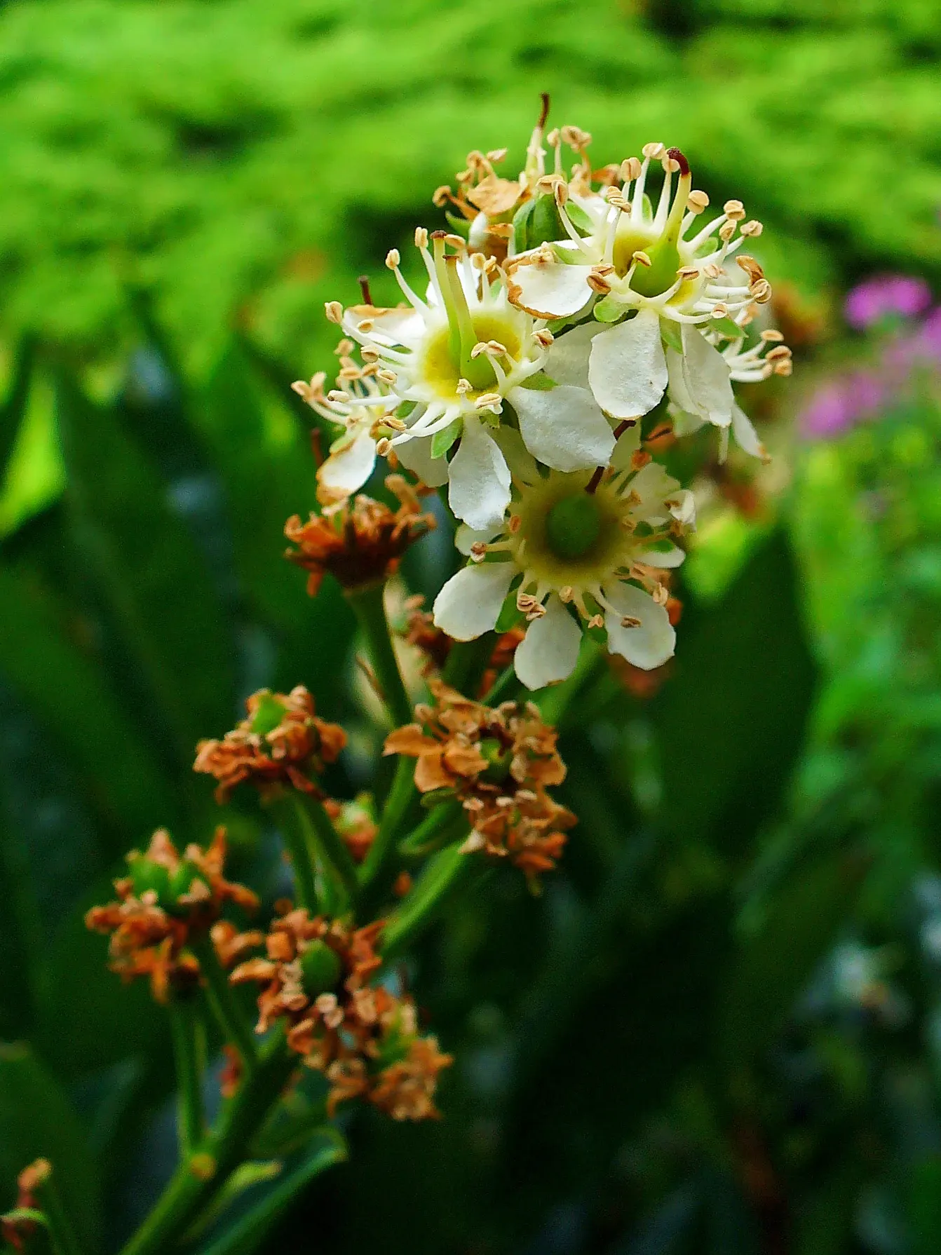 Carolina Laurel Cherry (Prunus Caroliniana) — It thrives in full to partial sun in zones 7-10 and adapts to various soils, preferring moderate moisture