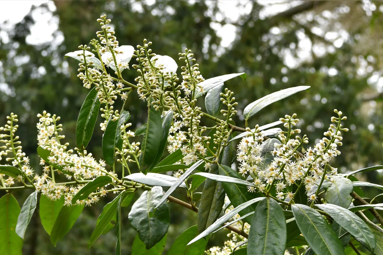 Carolina Laurel Cherry (Prunus Caroliniana) — typically about 0.5 inches in size