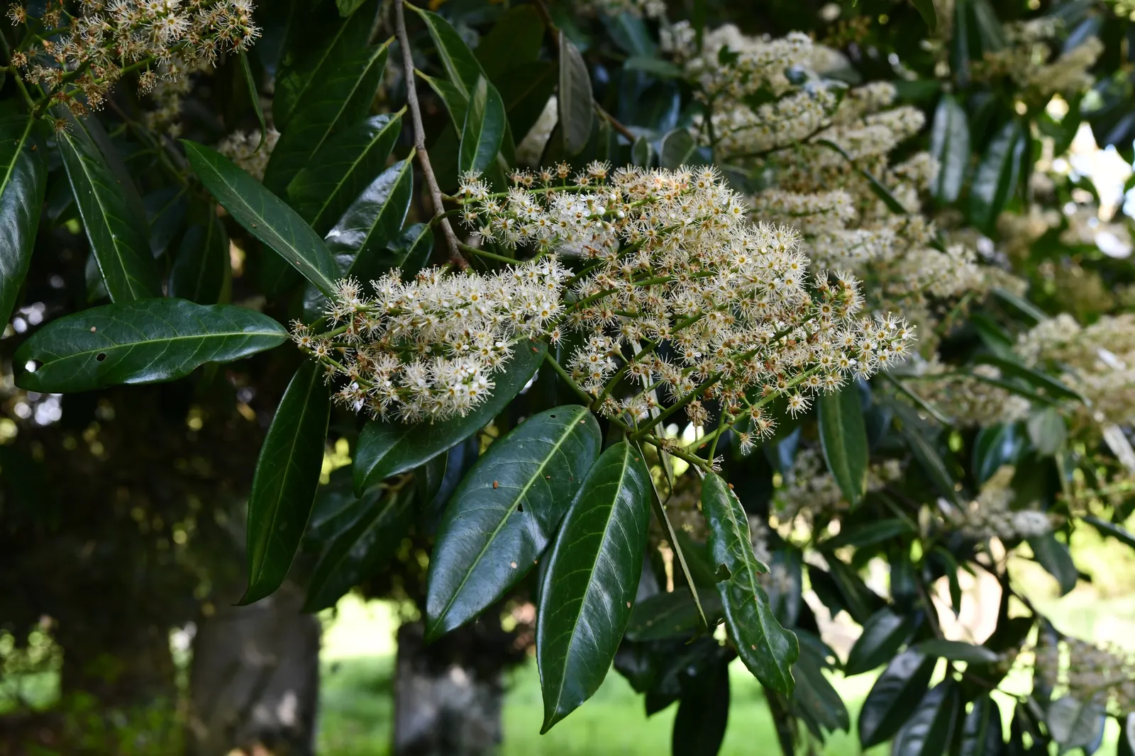 Carolina Laurel Cherry (Prunus Caroliniana) — which measure about 2 to 4 inches long and have a leathery texture