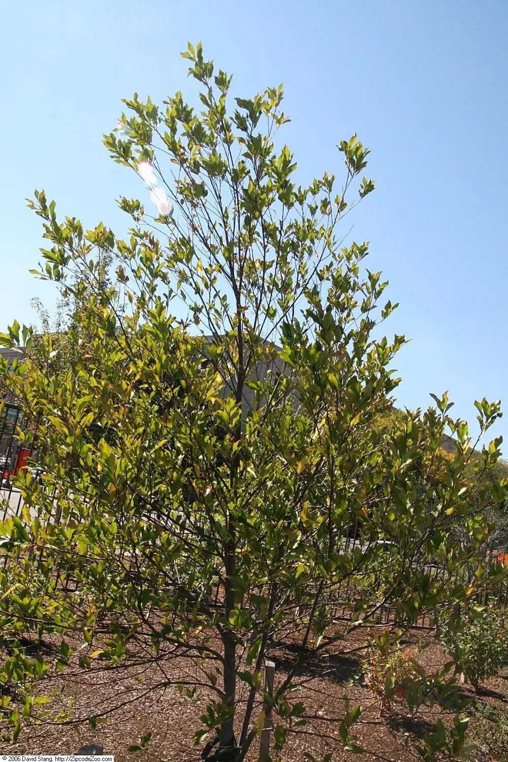 Carolina Laurel Cherry (Prunus Caroliniana) — is an evergreen tree or shrub indigenous to the Southeastern United States; white flowers in the garden
