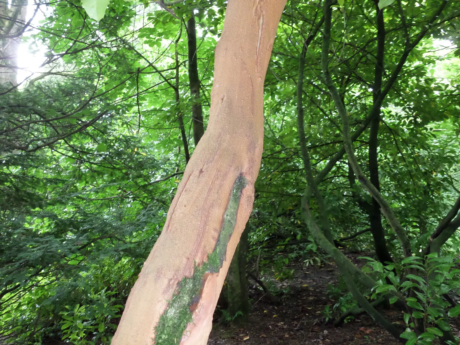 Carolina Laurel Cherry (Prunus Caroliniana) — commonly referred to as Carolina Laurel Cherry