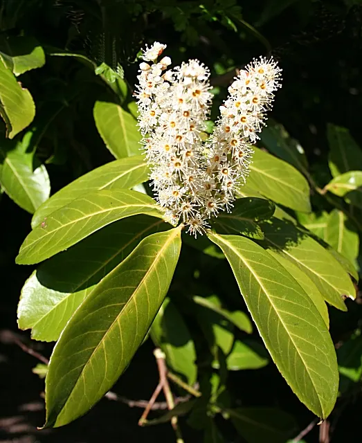 Carolina Laurel Cherry (Prunus Caroliniana) — It adapts well to various soil types but grows best in well-drained, moist conditions