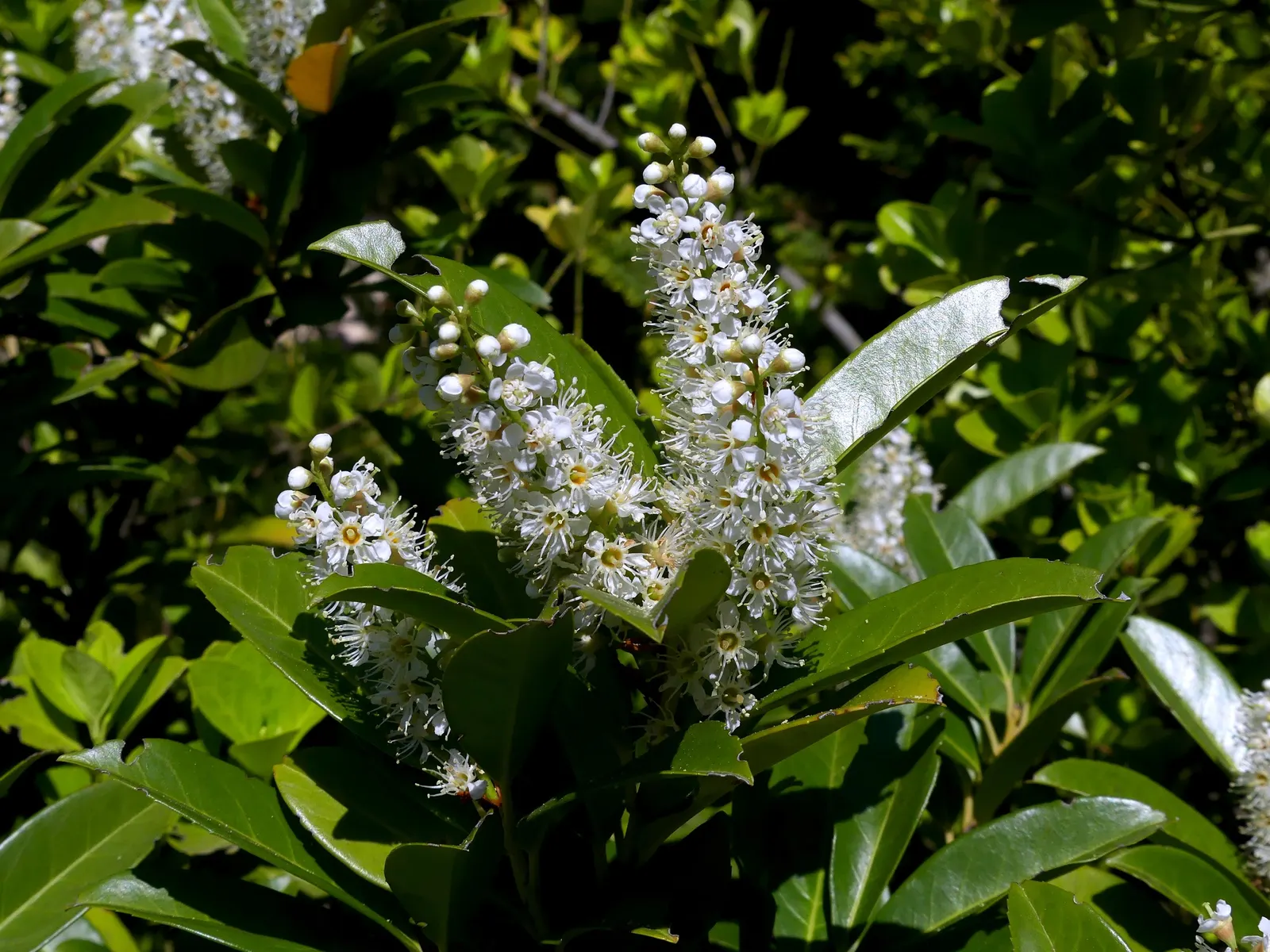 Carolina Laurel Cherry (Prunus Caroliniana) — fragrant flowers that are approximately 0.2 to 0.4 inches in diameter